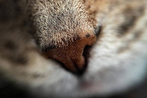 Animals Poster featuring the photograph Macro Photography - Cat by Amelia Pearn