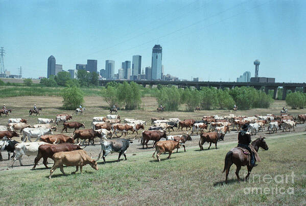 Horse Poster featuring the photograph Cattle Drive And Dallas Skyline by Bettmann