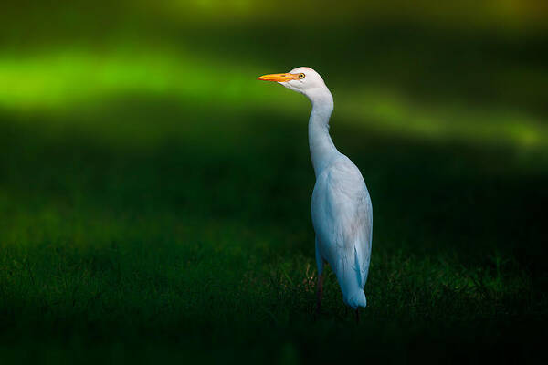 Egret Poster featuring the photograph Cattle Egret by Sina Pezeshki