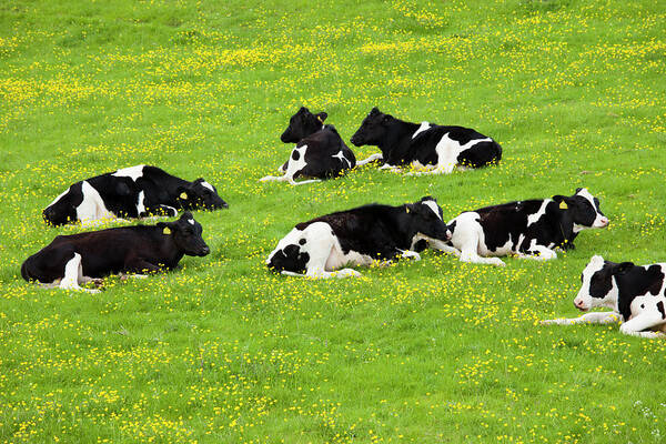 Animal Themes Poster featuring the photograph Cattle In Buttercup Meadow In The by Tim Graham