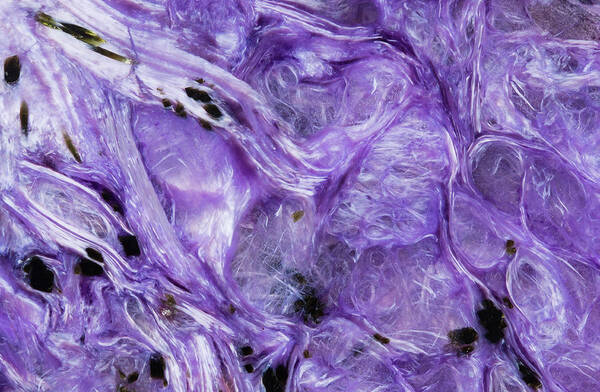 Abstract Poster featuring the photograph Charoite Mineral, Close-up by Mark Windom
