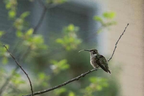 America Poster featuring the photograph Cheeky Hummingbird by Jeff Folger