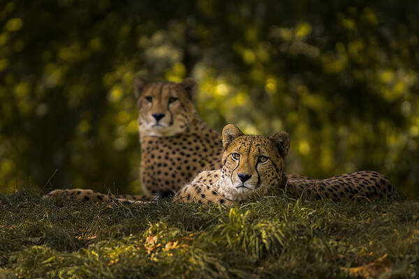 Cheetah Poster featuring the photograph Cheetah Couple by Sakevanpeltfotografie
