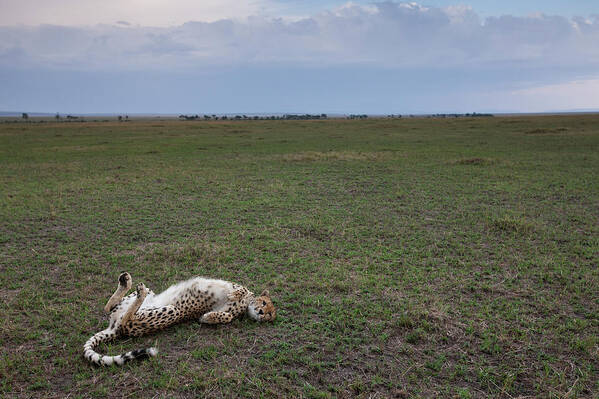 Kenya Poster featuring the photograph Cheetah, Masai Mara Game Reserve, Kenya by Paul Souders