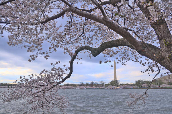 Tidal Basin Poster featuring the photograph Cherry Blossoms Hdr by Matthew T. Carroll
