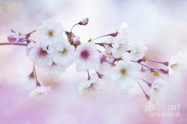 Cherry Blossoms Poster featuring the photograph Cherry Blossoms in Pastel Pink by Anita Pollak