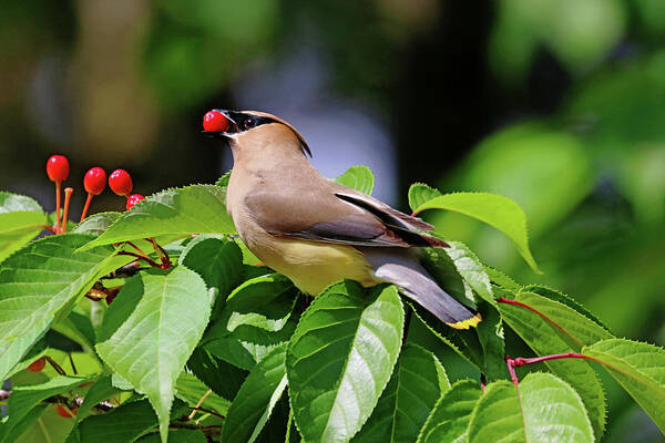 Cedar Waxwing Poster featuring the photograph Cherry Picking by Debbie Oppermann