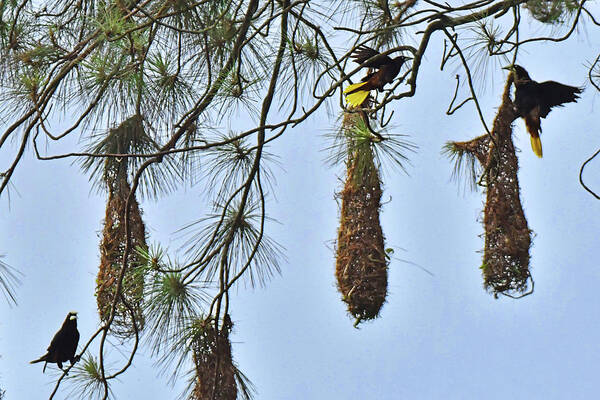 Bird Nest Poster featuring the photograph Chestnut-sided Oropendola Nest by Alan Lenk