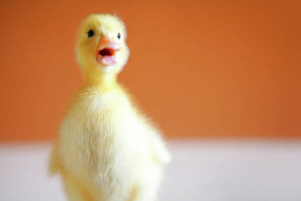 Duckling Poster featuring the photograph Chick by Baobao Ou