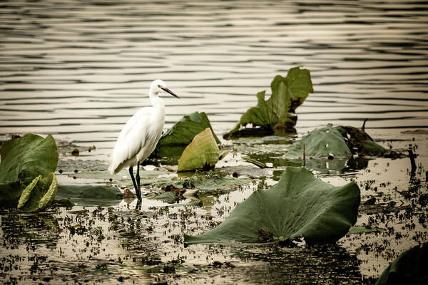 China Poster featuring the photograph Chinese Egret by Kathryn McBride