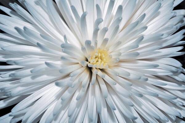 White Chrysanthemum Poster featuring the photograph Chrysanthemum by Mary Ann Artz