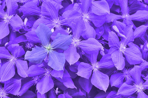 Arbors Poster featuring the photograph Clematis by JAMART Photography