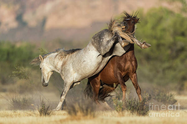 Battle Poster featuring the photograph Close Call by Shannon Hastings