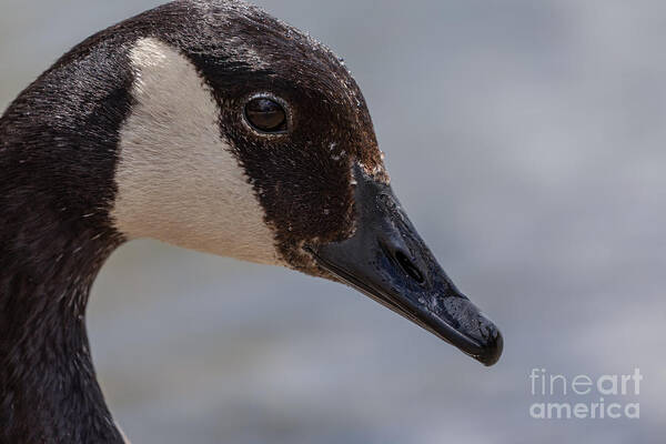 Photography Poster featuring the photograph Close up Goose Portrait by Alma Danison