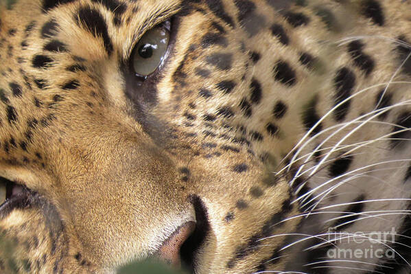 Leopard Poster featuring the photograph Close-Up by Mary Mikawoz