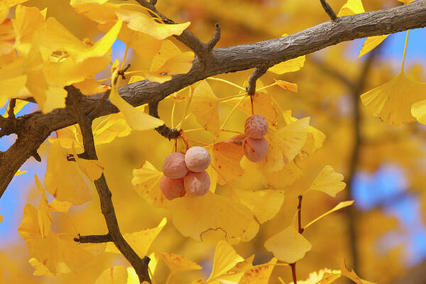 Ginkgo Tree Poster featuring the photograph Close-up Of Gingko Tree In Autumn by Wada Tetsuo/a.collectionrf