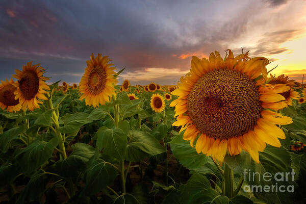 Sunflower Fields Poster featuring the photograph Close up of the Sunflower Fields at sunset by Ronda Kimbrow