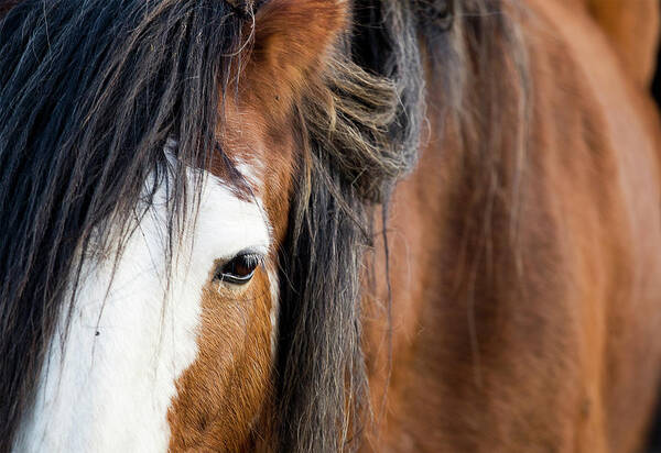 Horse Poster featuring the photograph Closeup Of A Brown And White Clydesdale by Gannet77