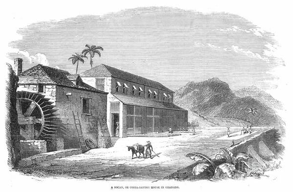 1857 Poster featuring the photograph Cocoa Plantation by Granger