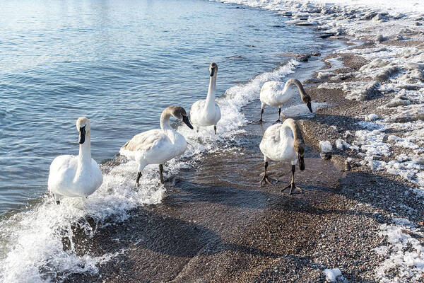 Georgia Mizuleva Poster featuring the photograph Cold Swan Splash - Wild Trumpeters Family Walk on a Snowy Beach by Georgia Mizuleva