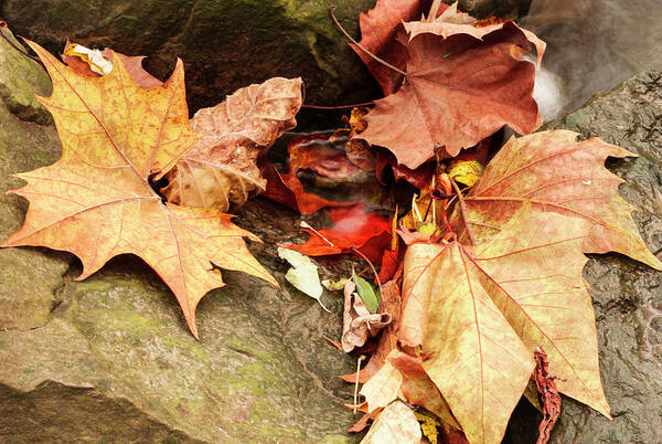 Colorful Autumn Leaves Between Rocks Poster featuring the photograph Colorful Autumn Leaves Between Rocks by Anthony Paladino