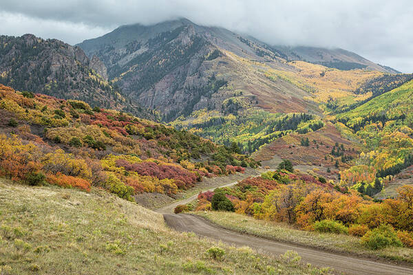 Colorado Poster featuring the photograph Colorful Autumn Oak Brush by Denise Bush
