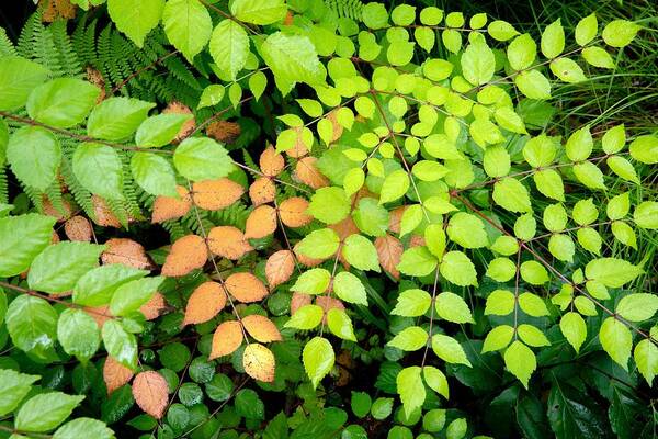 Forestabstract Poster featuring the photograph Colorful Compound Leaf Patterns by Bill Gozansky