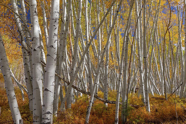 Aspen Tree Forest Poster featuring the photograph Colorful Stick Forest by James BO Insogna