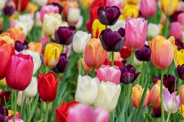 Cute Poster featuring the photograph Colour tulips by Top Wallpapers