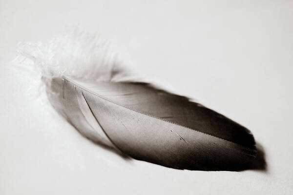 Feather Poster featuring the photograph Comfort by Michelle Wermuth