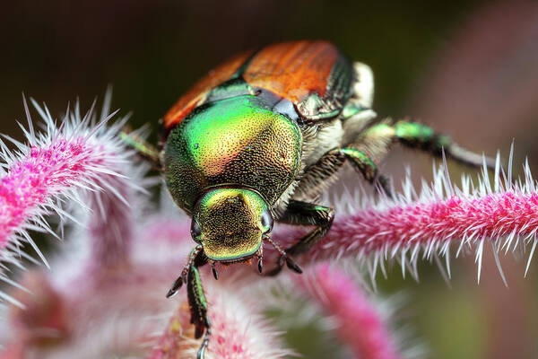 Japanese Beetle Insect Nature Closeup Close Up Close-up Outside Outdoors Brian Hale Brianhalephoto Macro Poster featuring the photograph Comin atcha by Brian Hale