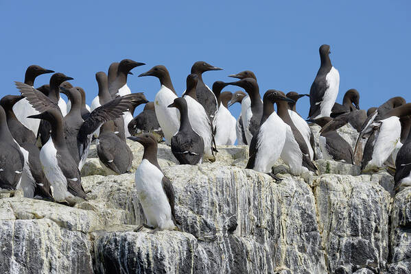 Animal Poster featuring the photograph Common Guillemot Colony Standing On Sea Cliff, Some by Jouan Rius / Naturepl.com