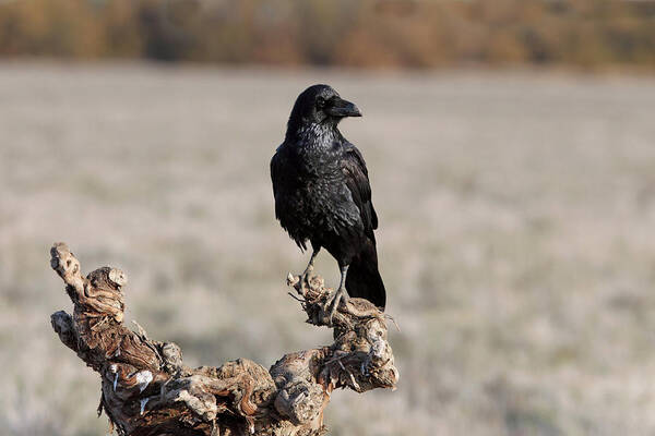 Common Raven Poster featuring the photograph Common Raven, Corvus Corax by Cavan Images