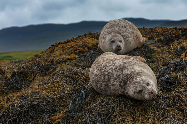 Seaweed Poster featuring the photograph Common Seals, Loch Dunvegan, Isle Of by Diane Macdonald