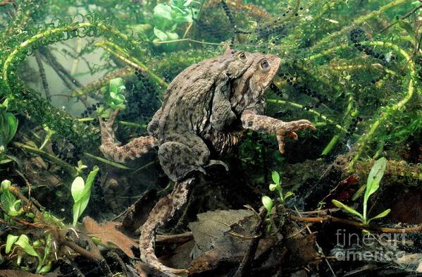 Amplexus Poster featuring the photograph Common Toads Mating by George Bernard/science Photo Library