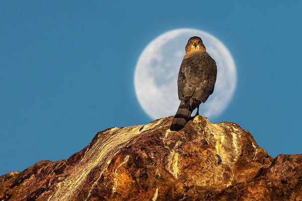 Accipiter Poster featuring the photograph Coopers Hawk with Moon by Rick Mosher