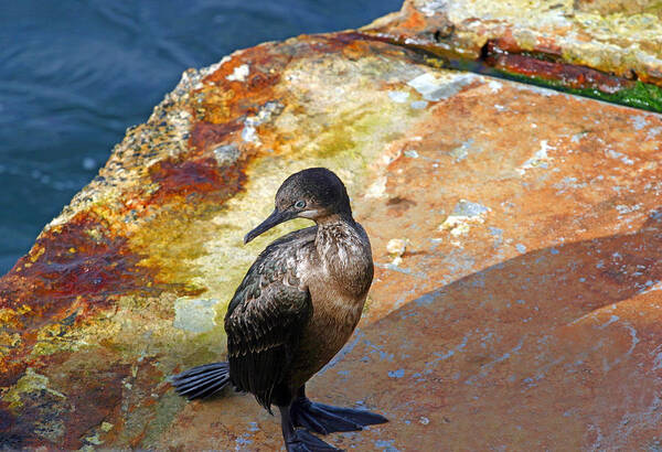 Cormorant Poster featuring the photograph Double-Crested Cormorant by Anthony Jones