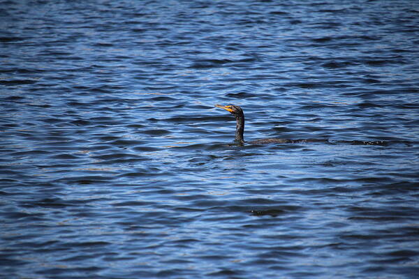 Double-crested Cormorant Poster featuring the photograph Cormorant Floats In The Blue Water by Cynthia Guinn