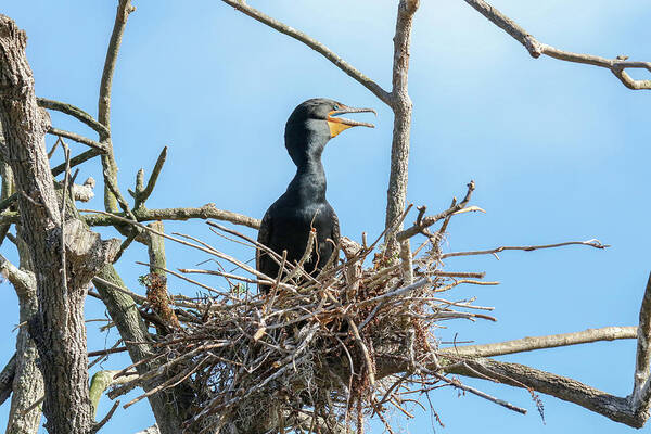 Cormorant Poster featuring the photograph Cormorant Rookery by Brook Burling