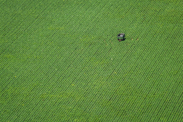 Minimal Poster featuring the photograph Corn Field by H?br Szabolcs