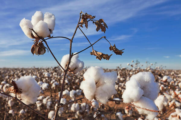 Fiber Poster featuring the photograph Cotton In Field Ready For Harvest by Dszc