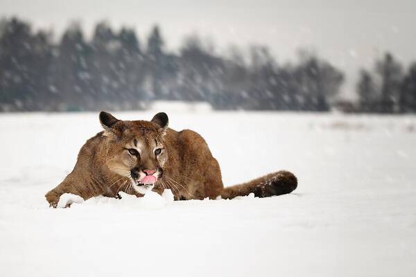 Mammal

Animal
Cougar
Snow
Winter Poster featuring the photograph Cougar by Michaela Fireov