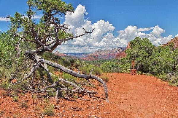 Arizona Poster featuring the photograph Courthouse Butte Loop Trail View by Marisa Geraghty Photography