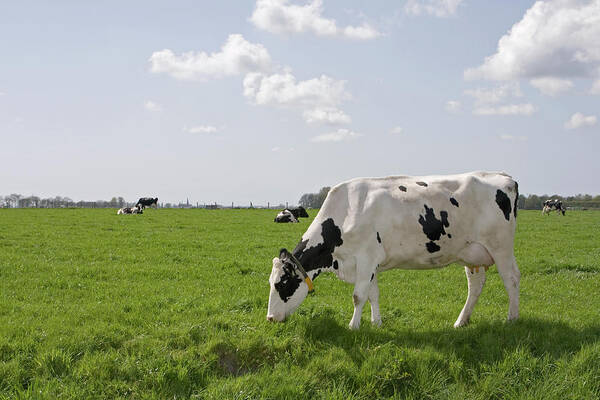 Grass Poster featuring the photograph Cow Eating Grass On Farm Land by Ebrink