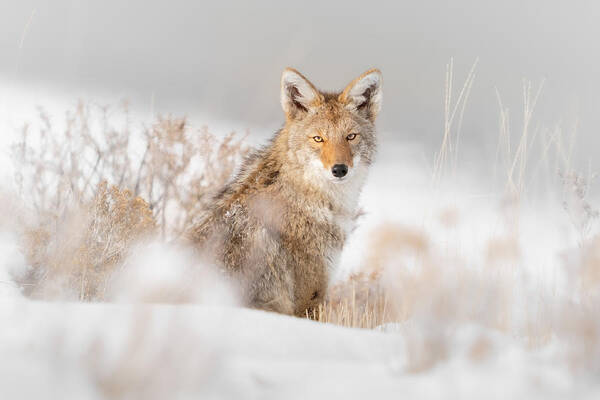 Wildlife Poster featuring the photograph Coyote Sitting On The Snow by Jinchao Lyu