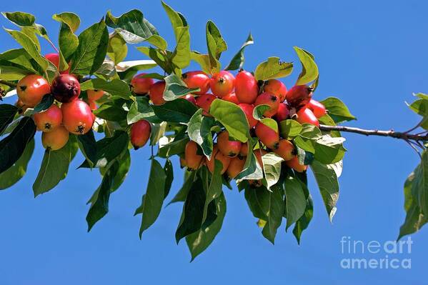 Crab Apple Poster featuring the photograph Crab Apple (malus Sp.) by Dr Keith Wheeler/science Photo Library