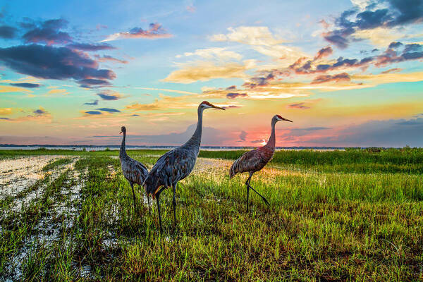 Clouds Poster featuring the photograph Cranes at Sunset by Debra and Dave Vanderlaan