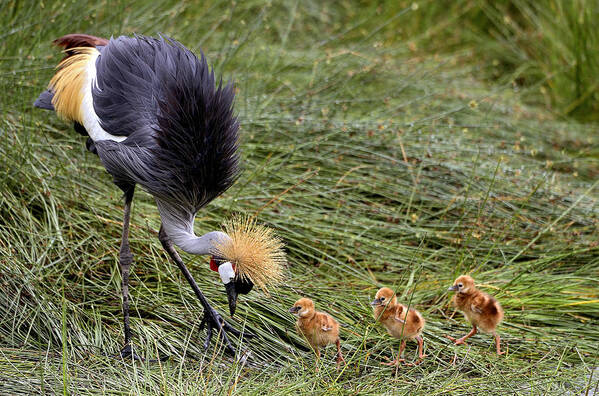Mom Poster featuring the photograph Crowned Crane Mom by Giuseppe Damico