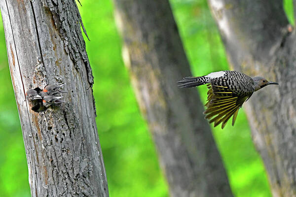 Northern Flicker Poster featuring the photograph Daddy come back quickly by Asbed Iskedjian