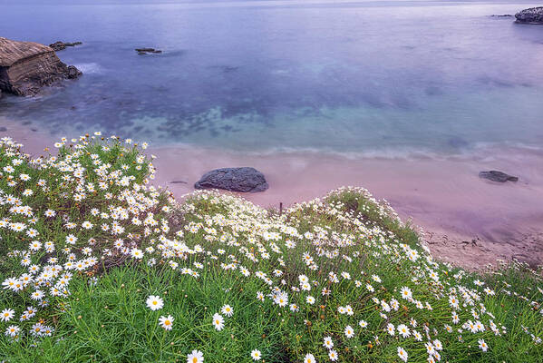 Daisy Poster featuring the photograph Dainty Daisies At The Cove by Joseph S Giacalone